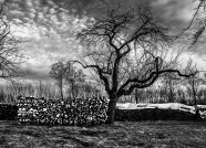 冬天树木风景黑白图片