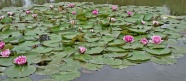 夏天池塘睡莲风景图片