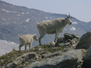 户外高地山羊图片