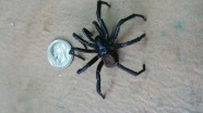 巨型黑寡妇蜘蛛图片