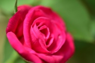 鲜艳玫瑰花微距摄影图
