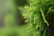 绿色小清新植物图片