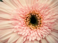 粉色微距菊花图片
