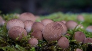 森林蘑菇图片欣赏