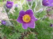 紫色鲜花花朵图片