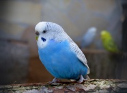 漂亮蓝色鸟图片图片