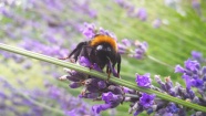 熏衣草上的蜜蜂图片