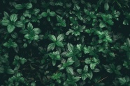 非主流绿叶植物图片