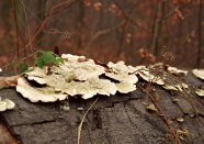 白色菌菇图片