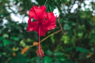 红色木槿花摄影图片