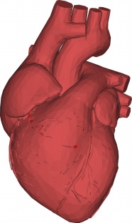 心脏图片解剖学