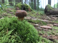 森林草地蘑菇图片