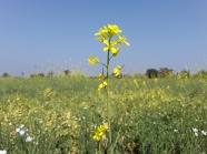 田野油菜花壁纸图片