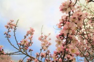 春天樱花景色图片