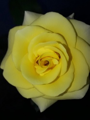 黄色玫瑰花朵微距图片