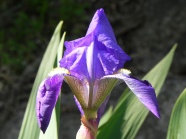 高清紫色鸢尾花图片