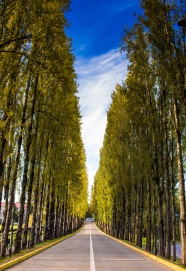 乡村树林公路图片