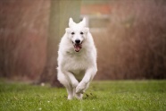 白色狗狗奔跑图片