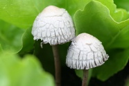 白色小蘑菇摄影图片