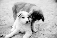 两只小狗亲吻图片