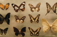 美丽蝴蝶标本图片