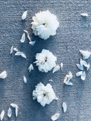 纯白色花朵图片