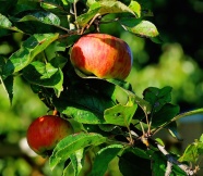 成熟小苹果图片