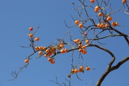 秋天柿子树图片