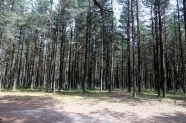 森林树木景观图片