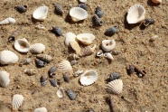 海滩扇贝素材图片