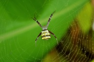 大蜘蛛织网图片