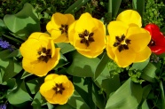 郁金香黄色花朵图片
