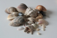 海贝壳海螺图片素材