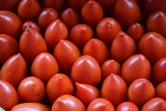 红色小番茄背景图片