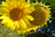 黄色向日葵花盘特写图片