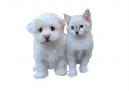 可爱白色小猫小狗图片