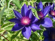  紫色铁线莲花朵图片