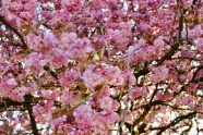 美丽粉色樱花风景图片