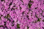 紫色小花花卉图片