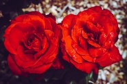 两朵鲜艳玫瑰花图片