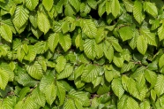 绿色树叶背景图片素材