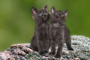 两只黑色小猫咪图片