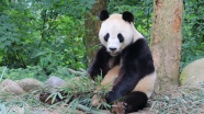 森林大熊猫图片