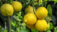 酸柠檬水果图片