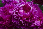 紫色牡丹花特写图片