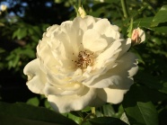 花园白色玫瑰花朵图片