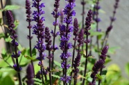 紫色野生花卉图片