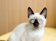 蓝眼睛的小猫图片