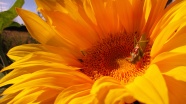 黄色花朵与蚱蜢图片