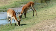 非洲羚羊吃草图片